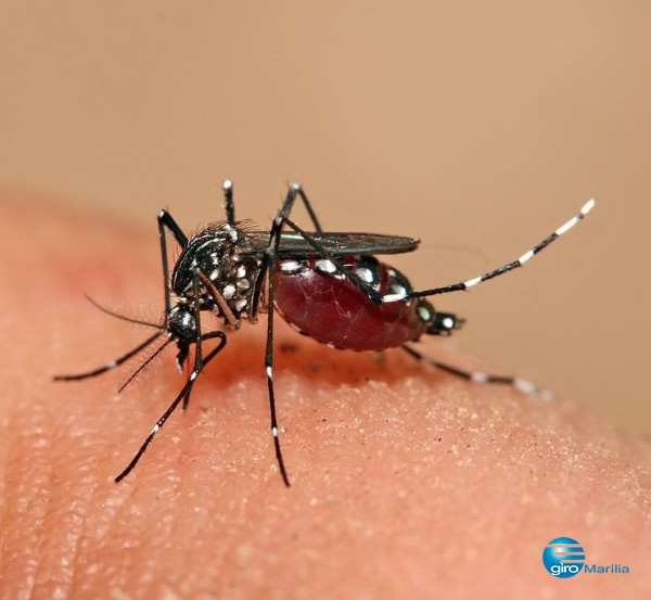 Saúde confirma caso de zika em grávida de Bauru