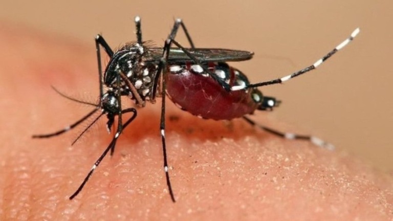 Flipar Brasil chega a 94 mortes por dengue em 2024