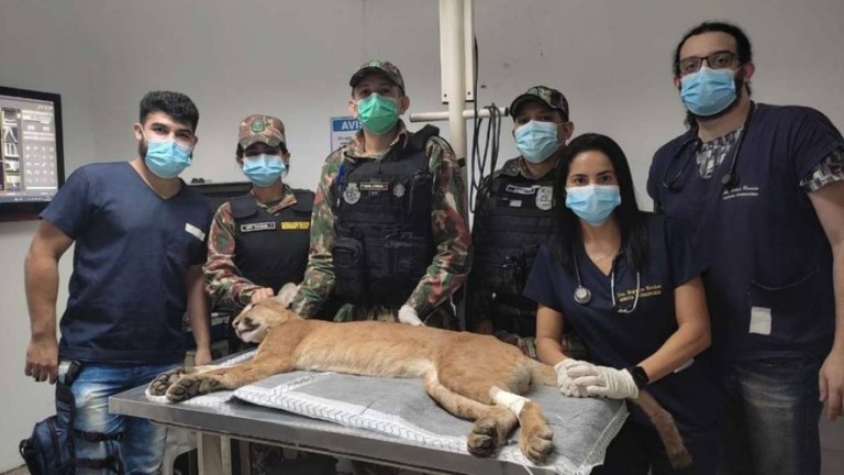 Policiais resgatam onça-parda vítima de atropelamento no Ceará