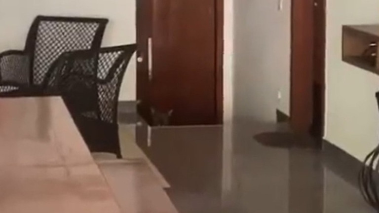 Reprodução/Twitter – 27/06/2023 Onça é encontrada em condomínio de luxo em Goiânia