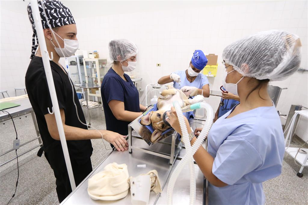 Medicina Veterinária da Unimar faz castração de animal em ação social com cuidadores