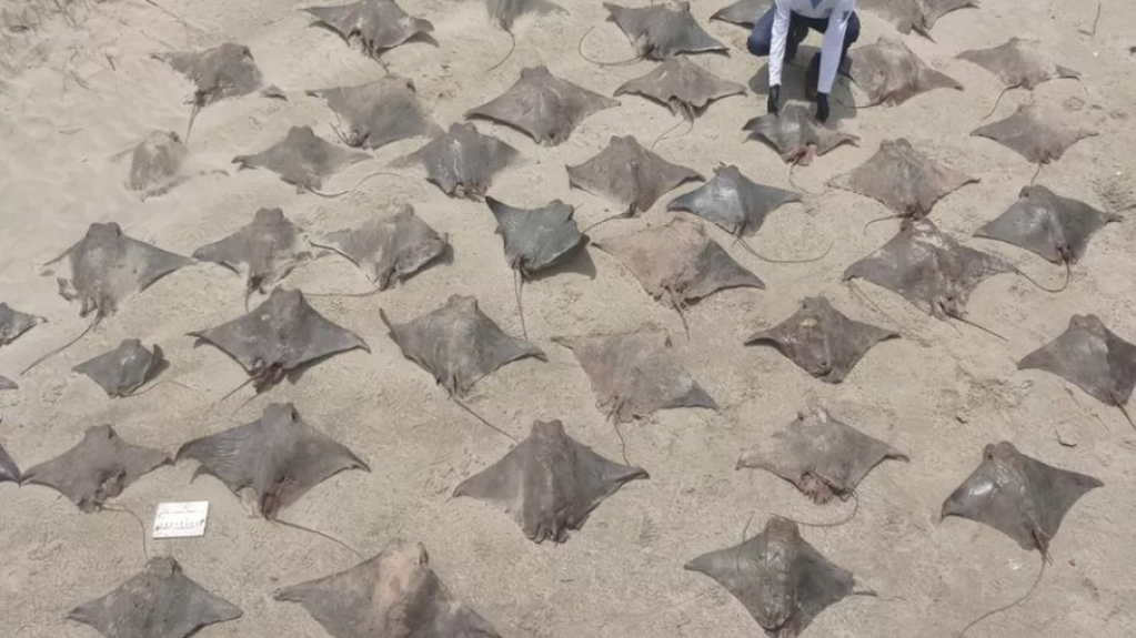 Mistério: Raias e tubarões aparecem mortos em mata no litoral de SP