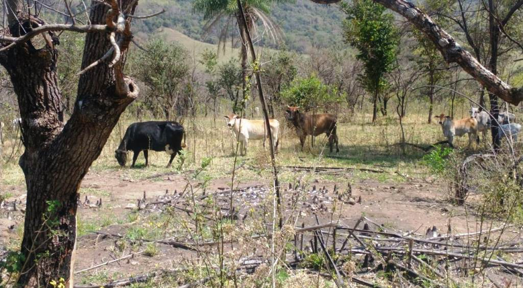 Fazenda em Vera Cruz leva R$ 369 mil em autuações por danos ambientais