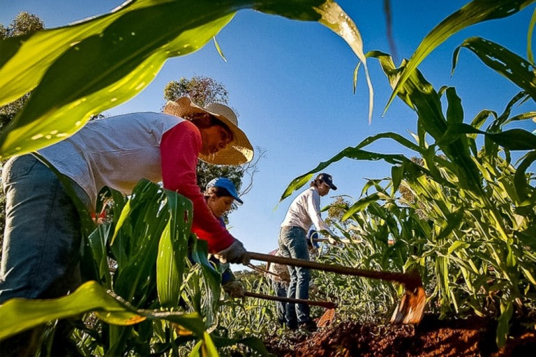 Programa de Aquisição de Alimentos da Conab vai comprar 2,4 mil toneladas de alimentos de agricultores familiares