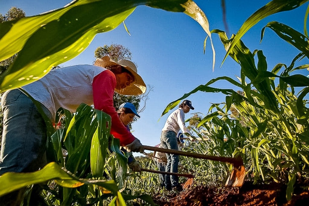 Programa de Aquisição de Alimentos da Conab vai comprar 2,4 mil toneladas de alimentos de agricultores familiares