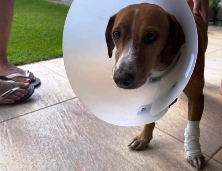 Estudante resgata cão na virada do ano, cuida e procura donos em Marília