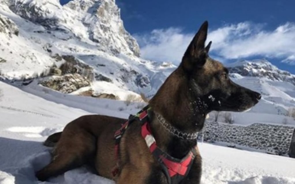 Pastor belga fica perdido durante duas semanas sem comida nos Alpes e sobrevive