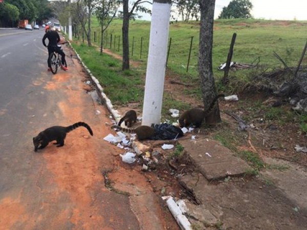 Flagrante de sujeira e riscos no bosque retoma polêmica com trailers