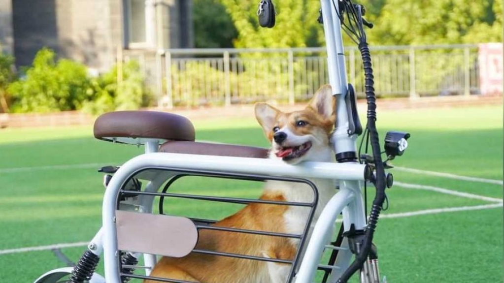 Conheça a Moppet, a scooter com espaço para transportar o pet