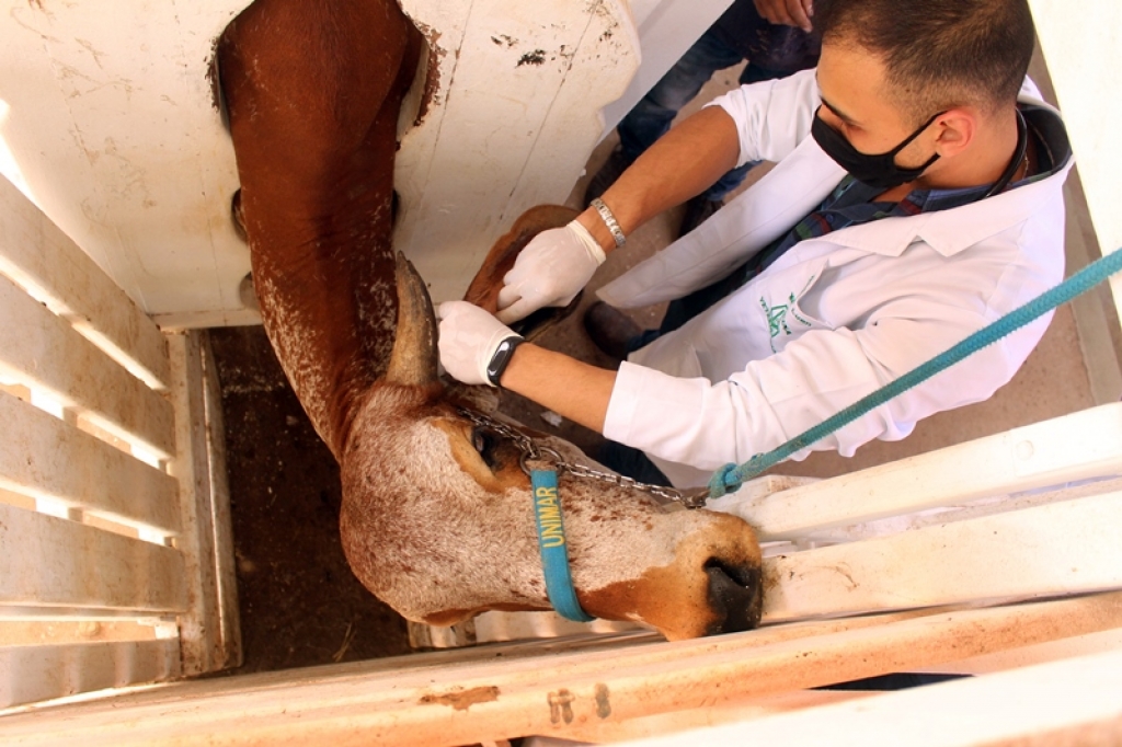 Hospital Veterinário – Unimar cria tradição e estrutura para animais de grande porte