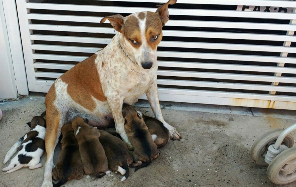 Bombeiros resgatam cães e filhotes em casa com incêndio em Marília