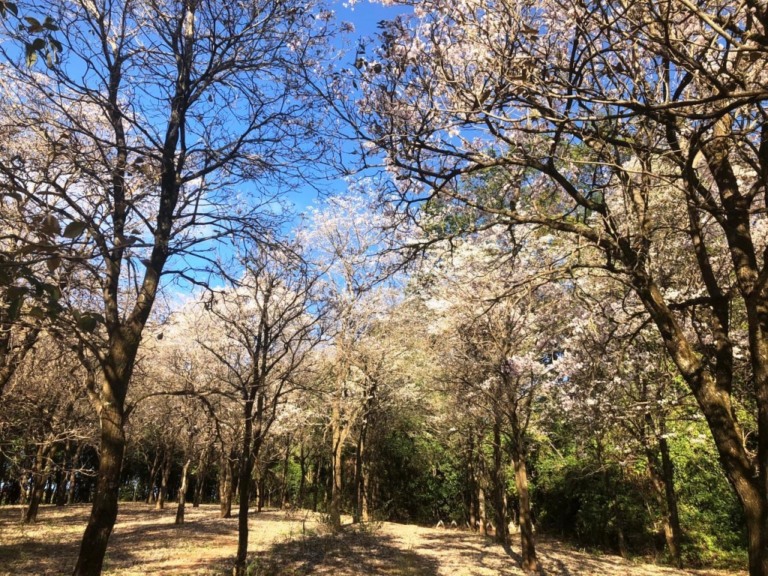 Florada de Ipês cria atração especial no Bosque Municipal de Marília