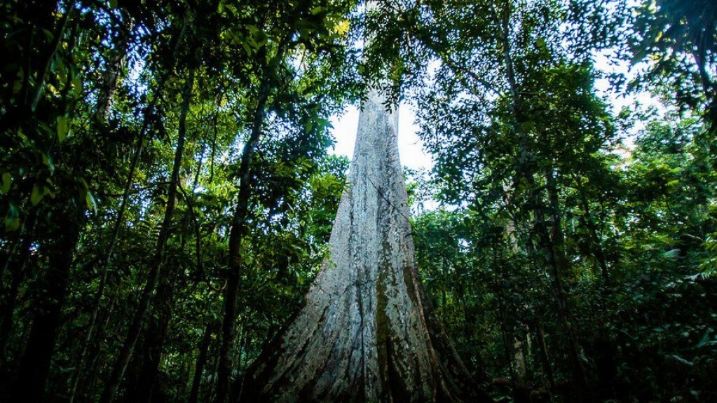 Acima da média em energia renovável, Brasil pode virar uma potência verde?