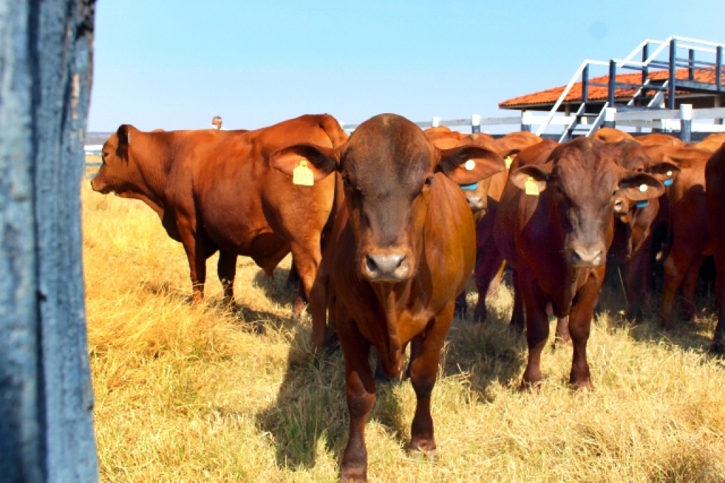 Veterinária da Unimar e Senepol implantam Centro de Avaliação e Performance para reprodutores bovinos