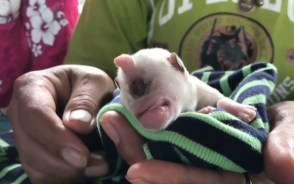 Filhote de cachorro nasce com apenas um olho no meio da testa