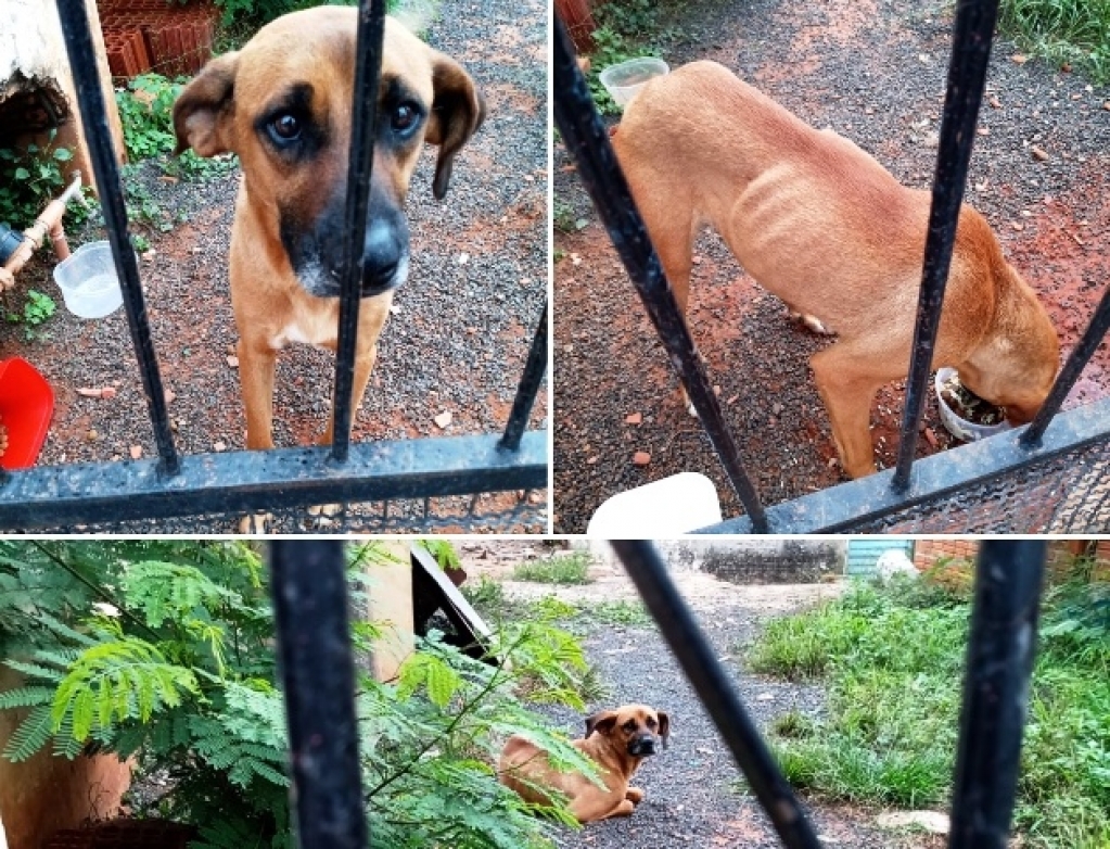 Moradores denunciam abandono de cachorro em casa da zona sul de Marília Moradores denunciam abandono de cachorro em casa da zona sul de Marília