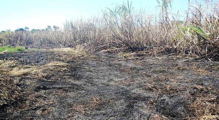 Queimada de cana provoca multa de R$ 41 mil na região de Marília
