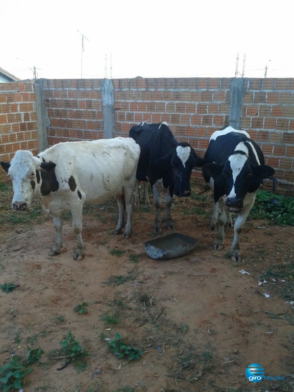 Polícia acha em quintal de casa vacas furtadas na região