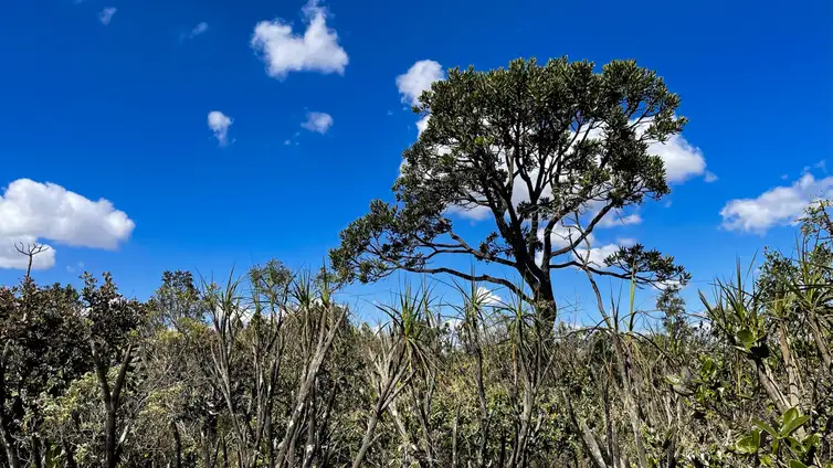 Brasília (DF), 01.07.2023 - A grandiosidade do Cerrado com suas cores, formas e diversidade, capturadas em duas horas de caminhada pelo Jardim Botânico de Brasília. Foto: Juca Varella/Agência Brasil