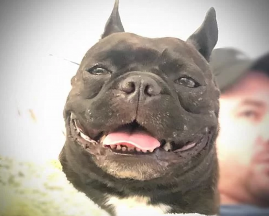 Família faz vaquinha para cirurgia de cachorra em Marília; excesso será doado Família faz vaquinha para cirurgia de cachorra em Marília; excesso será doado