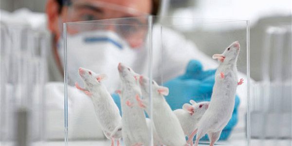 Petição para mudar testes com animais busca cem mil assinaturas no país