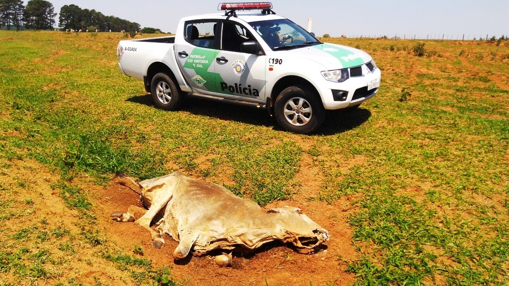 Animais morrem no pasto e criador leva multa de R$ 114 mil na região