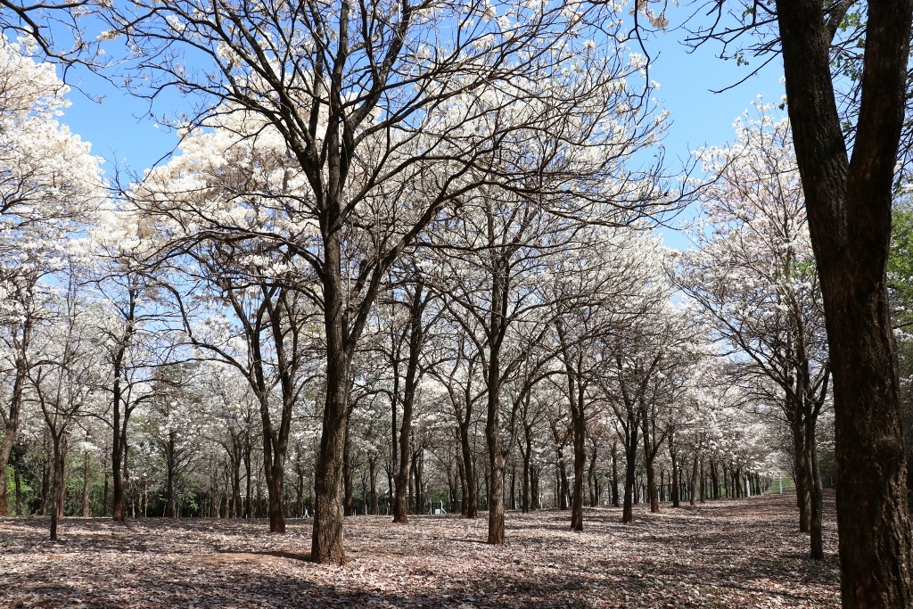 Florada de Ipês vira atração em bosque e diversos pontos de Marília