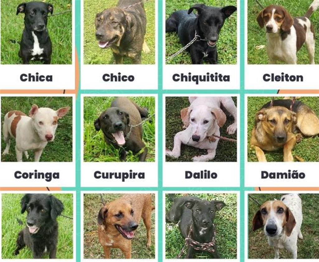 Feira de adoção em Marília vai oferecer animais resgatados em rodovias