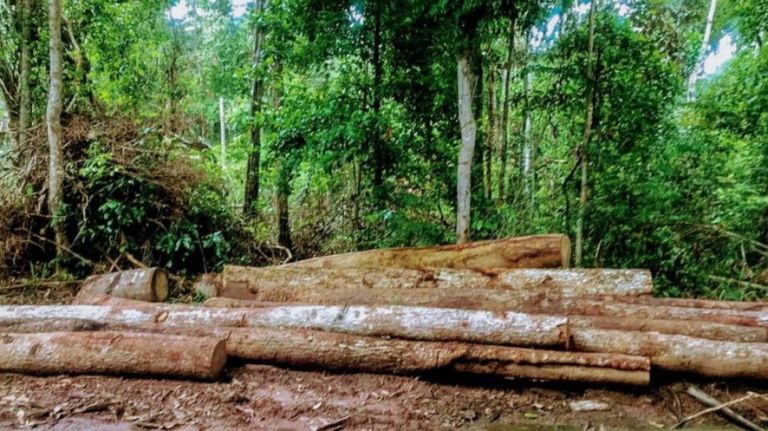 Funai anula norma sobre extração de madeira em terras indígenas
