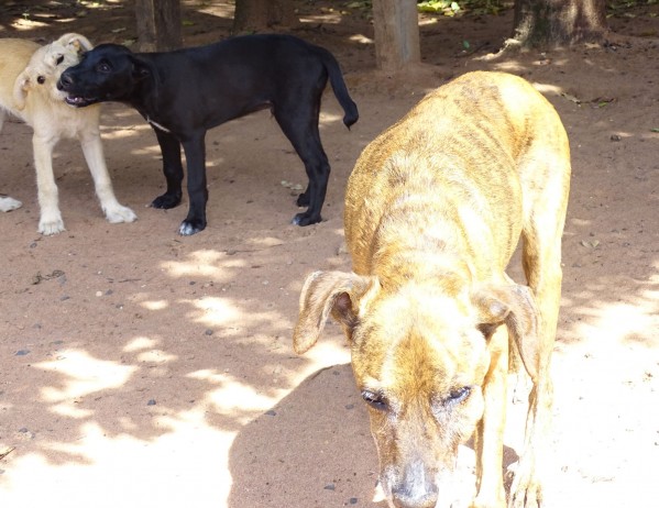 ANimais de rua recolhidos por ONG de Marília: falta serviço público