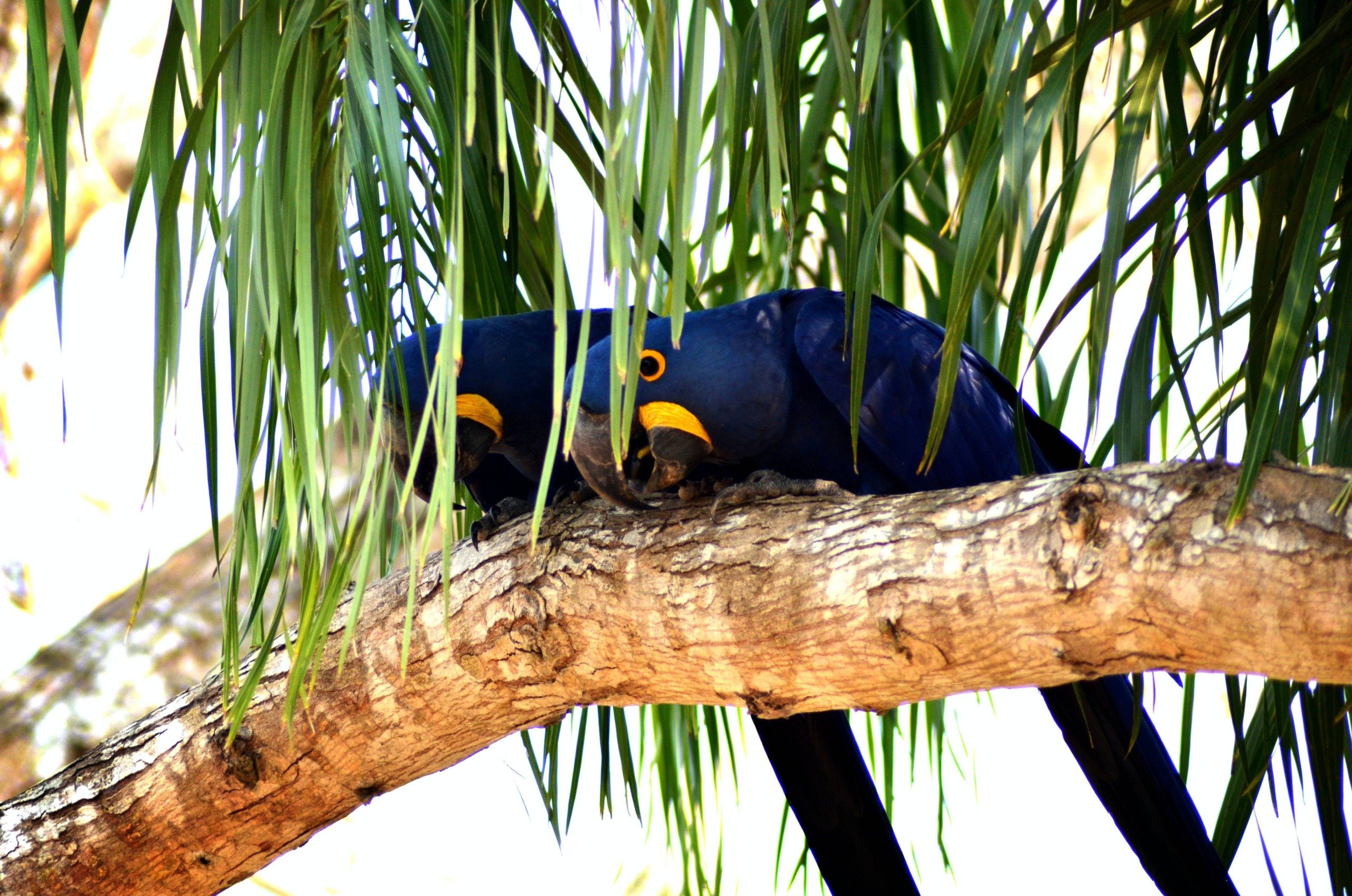 São muitas as espécies de aves que podem ser vistas na região pantaneira. Foto: Abraao Paes/Unsplash