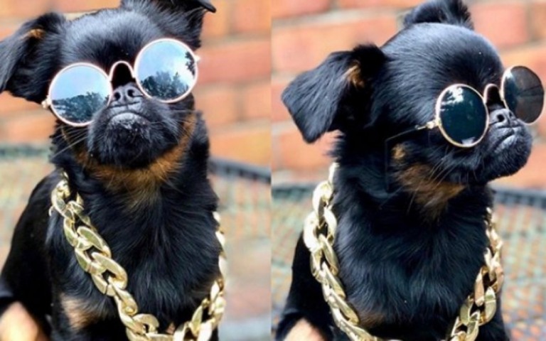 Mordida torta faz cachorro parecer estar bravo o tempo todo