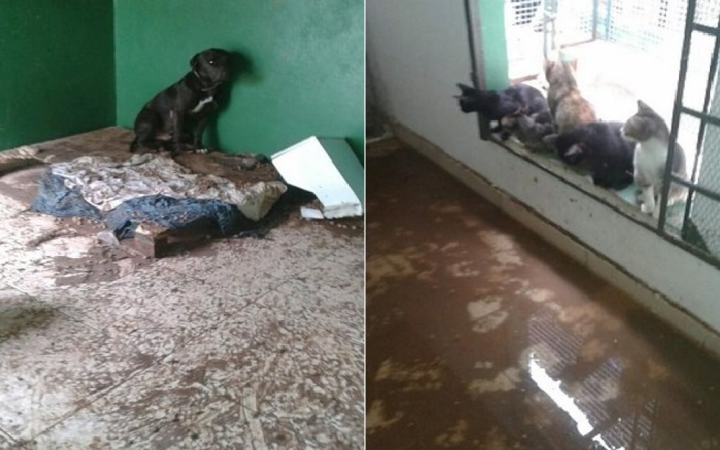 Chuvas em Minas Gerais também afetaram ONGs de animais; saiba como ajudar