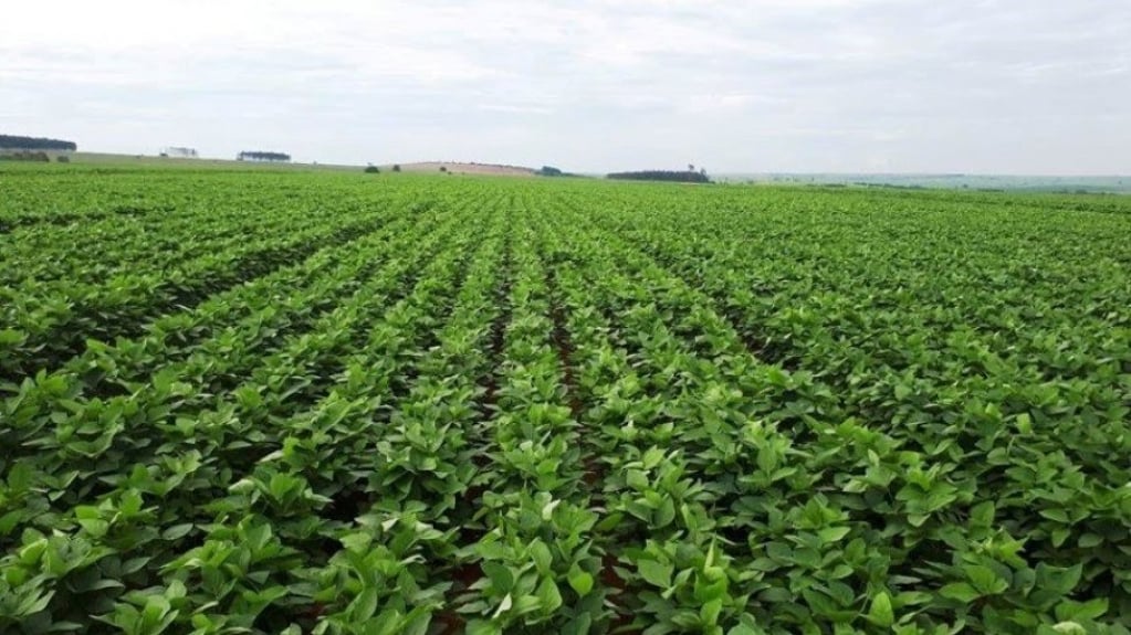 Entenda como o ataque russo à Ucrânia afeta o agro brasileiro