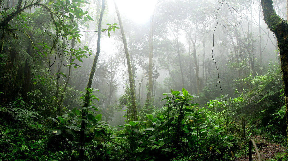 Floresta Amazônica pelo lado colombiano, na cidade de San Antonio del Tequendama. Foto: David Riaño/Pexels