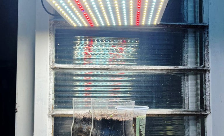 Morador de Garça é preso por cultivar maconha em casa