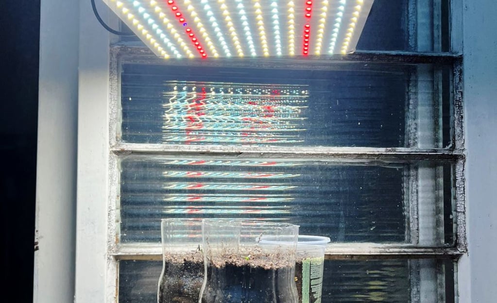 Morador de Garça é preso por cultivar maconha em casa