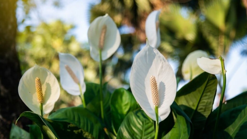 Redação EdiCase 4 tipos de flores perfeitas para decorar a casa