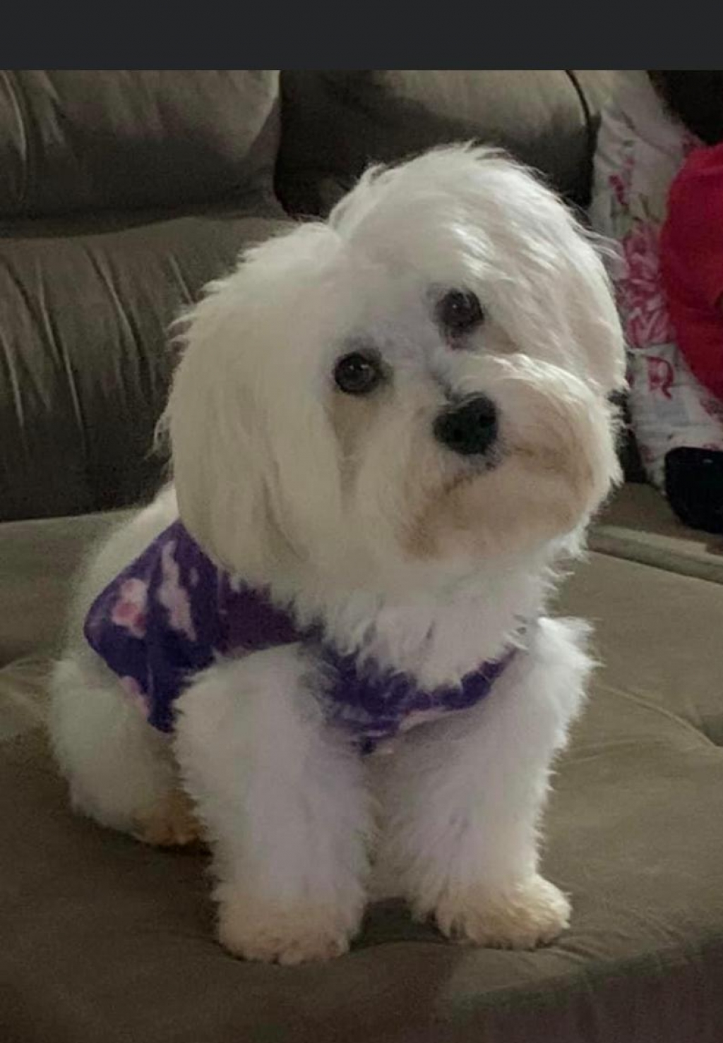 Família procura cachorro e oferece recompensa em Marília