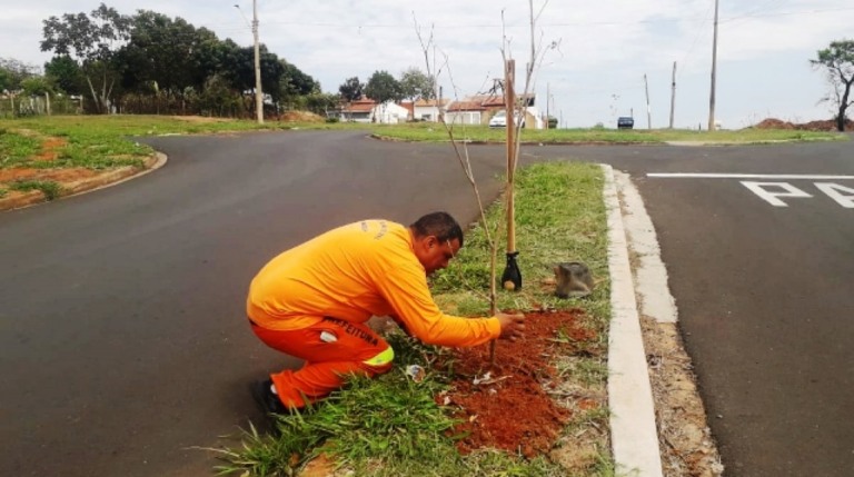 Projeto planta ipês em avenida e incentiva participação de moradores em Marília