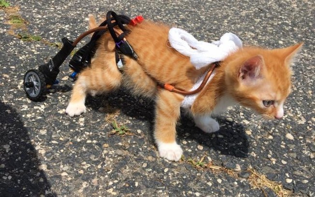 Gatinho com paralisia que viralizou em 2016 tem nova vida; veja como ele está