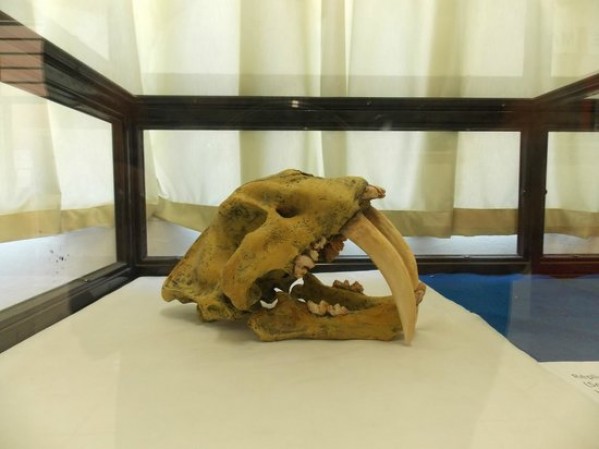 Crânio exposto no museu de paleontologia de Marília – Divulgação