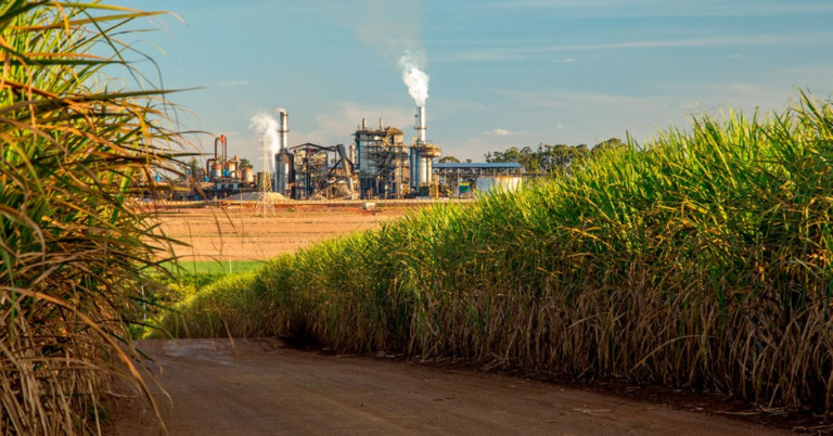 Produção de cana cresce, mas entidade projeta prejuízos de R$ 1 bilhão para o setor