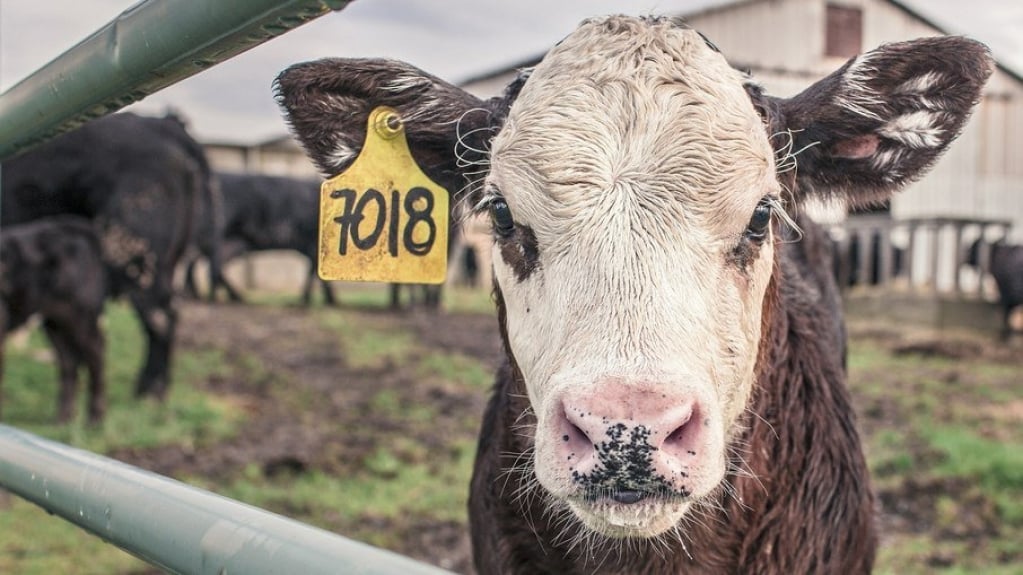 Após China, Estados Unidos também podem barrar carne brasileira