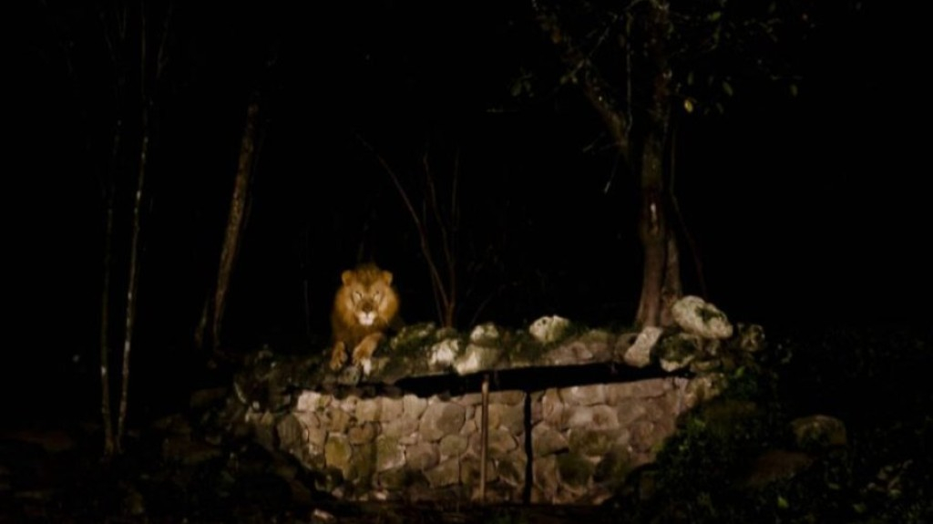 ‘Noite Animal’ no Zoológico de SP torna-se permanente aos sábados