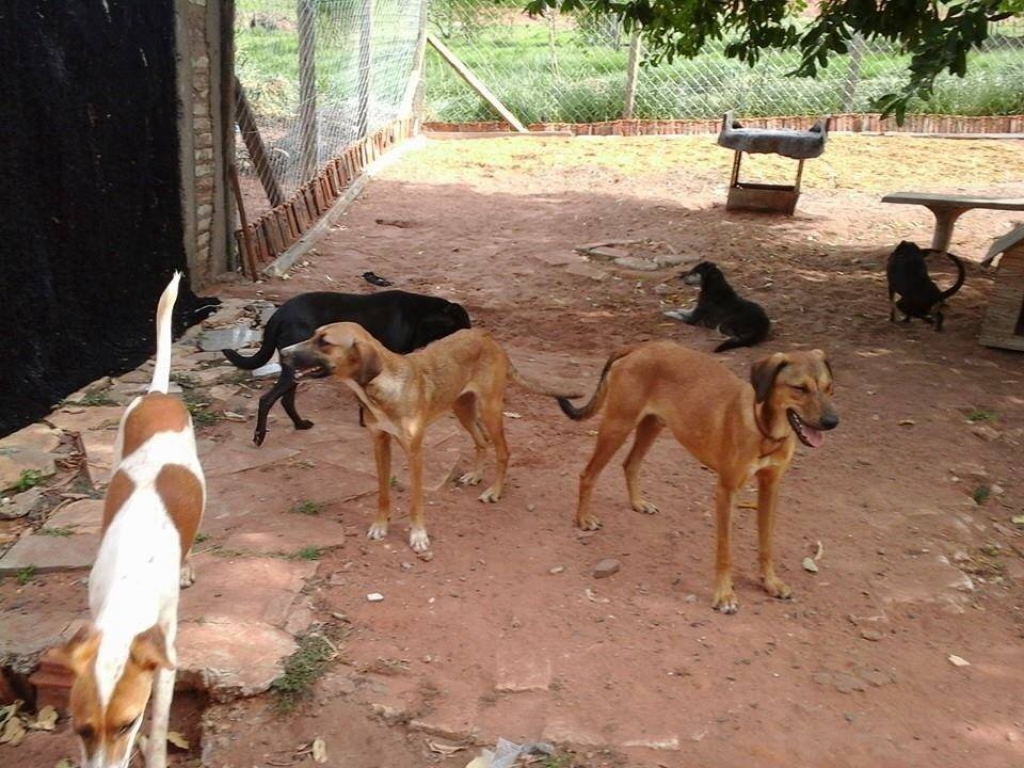 Fest Cão vai doar animais, arrecadar ração e difundir proteção em Marília