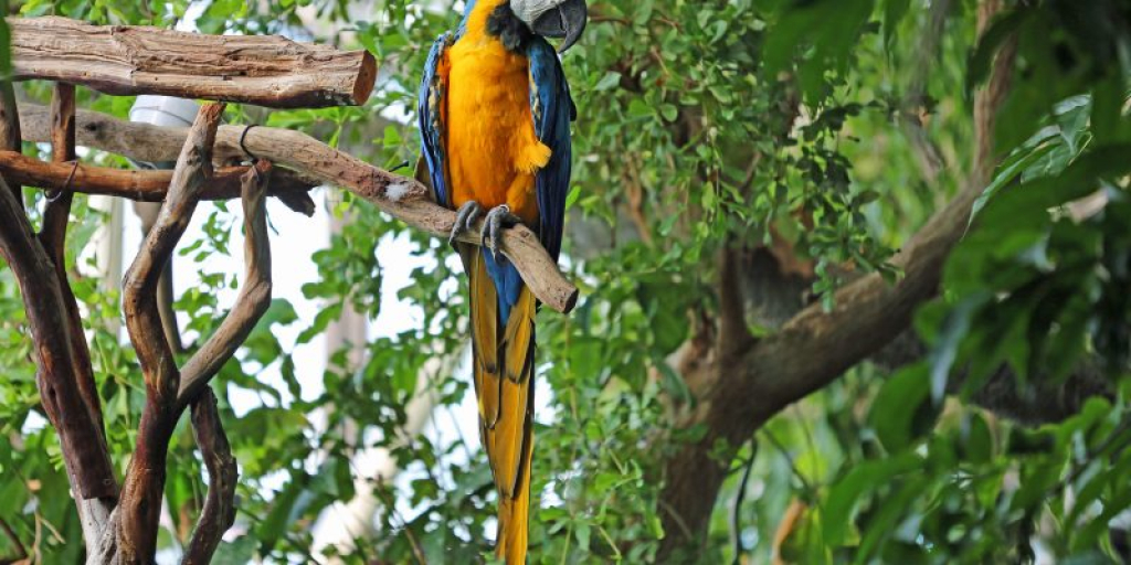 Acidentes com pipas atingem 68 animais no Estado; férias causam alerta