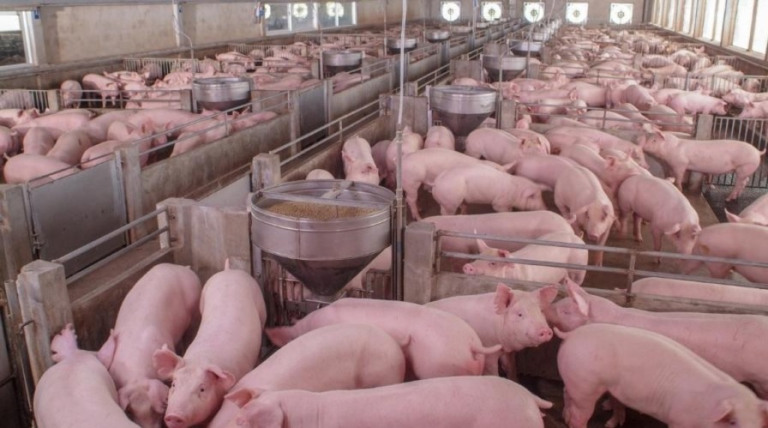 Minas Gerais se torna campeã nacional no consumo de carne suína