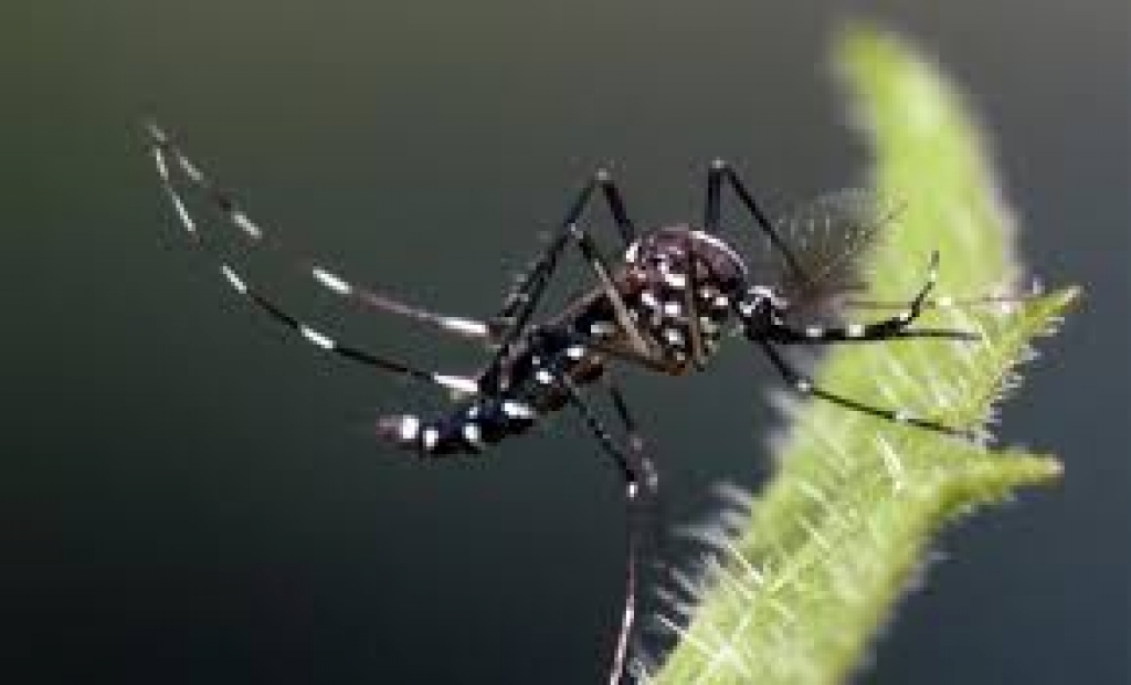 Saúde confirma circulação de dengue tipo 2 em Marília e reforça controle