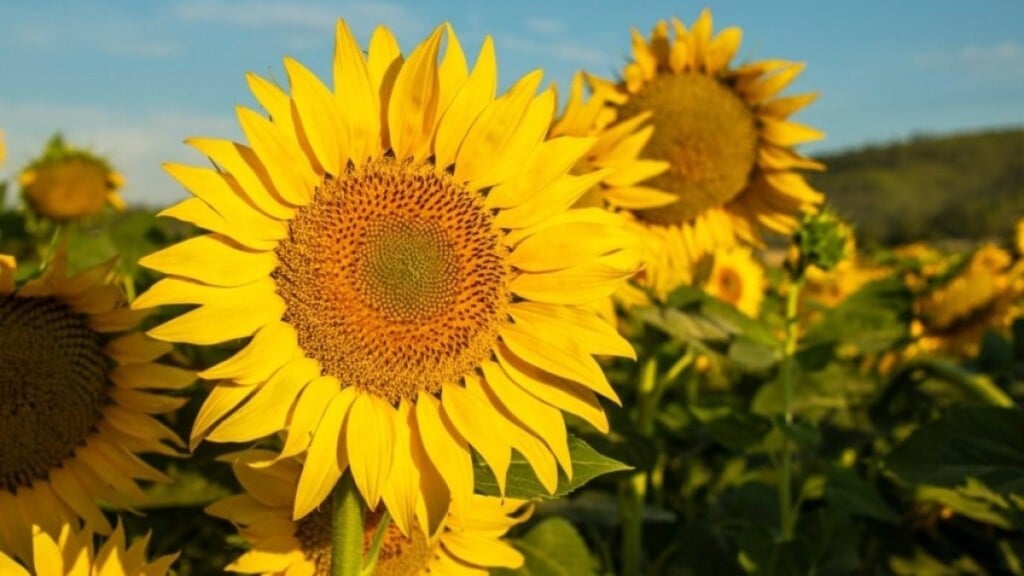 Redação EdiCase 4 flores típicas da primavera para colorir a sua casa